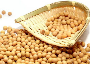 小小黄豆的保健功效不容忽视