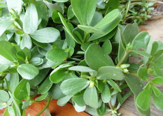 营养值颇高的三种野菜