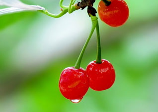 水果营养价值不可估量