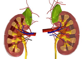 你要多吃一些可以保护肾脏的食材