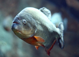 过度用脑的人要记得及时补脑