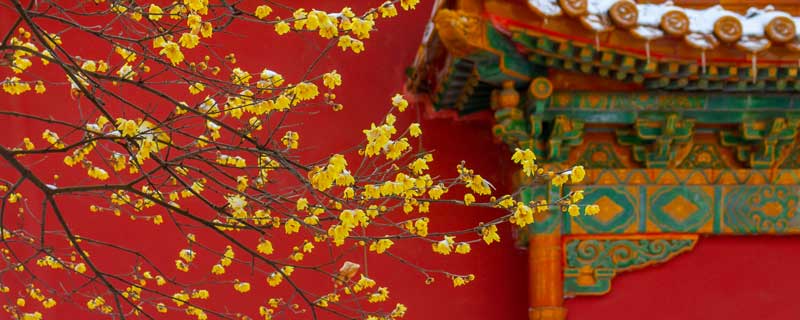 待到明年花开时全诗	 待到明年花开日