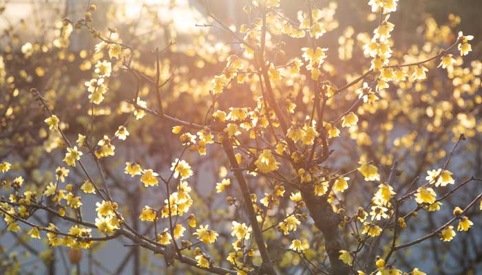 待到明年花开时全诗	 待到明年花开日