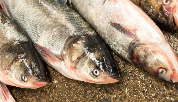 腥味的意思	 腥味的意思是什么意思 腥味的意思和造句