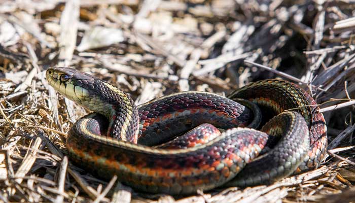 蛇形走位什么意思	 蛇皮走位是什么梗