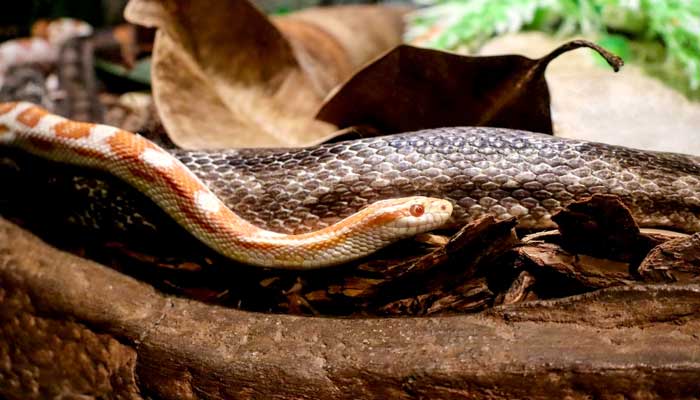 蛇形走位什么意思	 蛇皮走位是什么梗