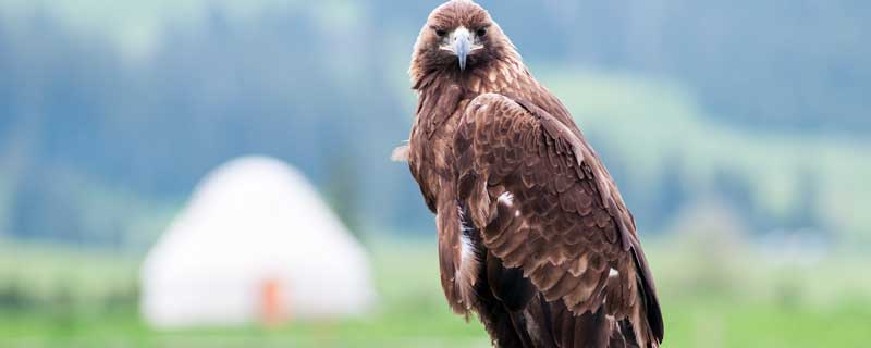 鹏程万里下一句接什么 对联鹏程万里下一句接什么