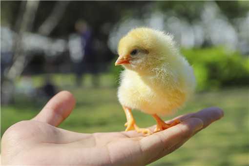 鸡苗怎么购买