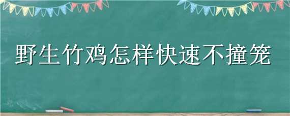 野生竹鸡怎样快速不撞笼