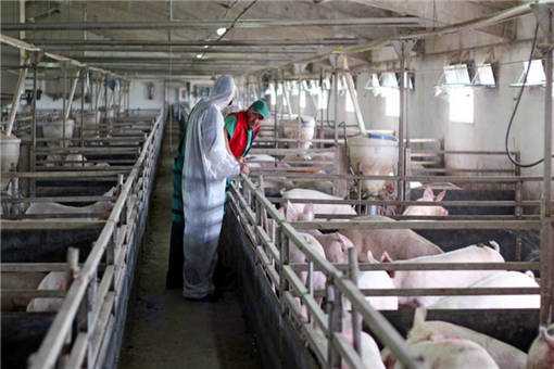 2020年养猪前景如何？这5个利弊要考虑好！养猪户建议收藏！