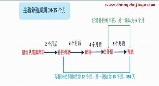 能繁母猪存栏决定生猪长期供应