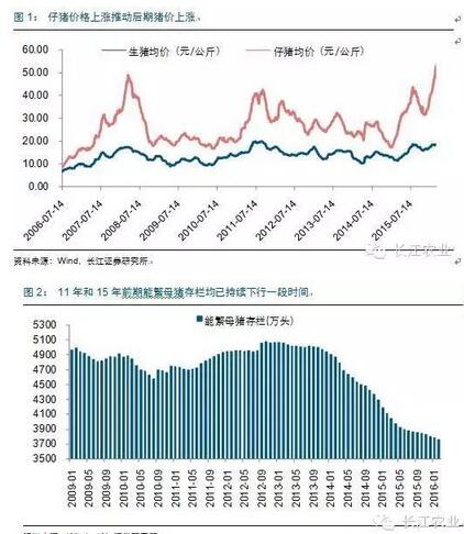 仔猪价格创历史新高预示猪价上涨必创纪录