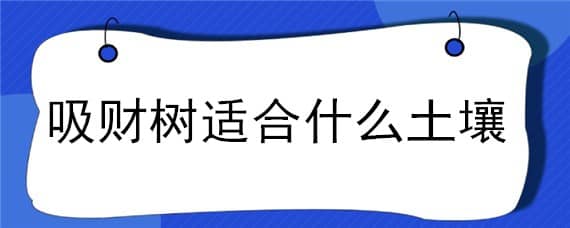 吸财树适合什么土壤 吸财树用什么土栽培最好