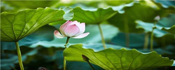 莲花适合什么土壤种植（盆栽莲花的种植方法和注意事项）