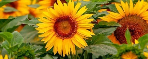 家种的向日葵怎么授粉(盆栽向日葵需要授粉吗)