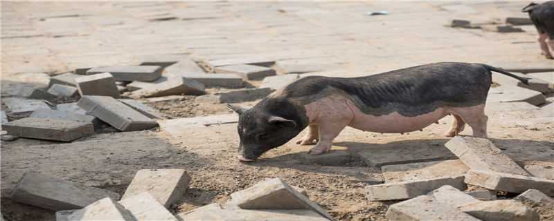 非洲猪瘟发烧几天死亡（非洲猪瘟病毒几天死亡）