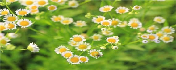 菊花小苗什么时候打顶 菊花苗什么时候打顶合适