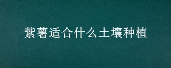 紫薯适合什么土壤种植 什么土质适合种紫薯