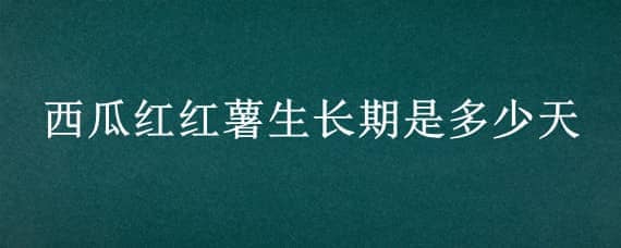 西瓜红红薯生长期是多少天 西瓜红红薯能长多大