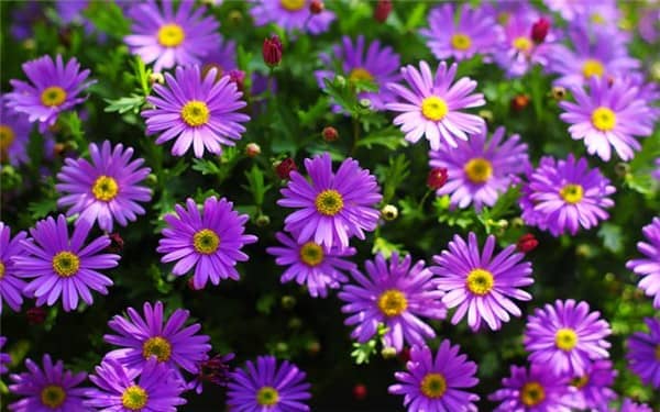 2022年姬小菊的种植方法及注意事项 姬小菊夏天可以种吗