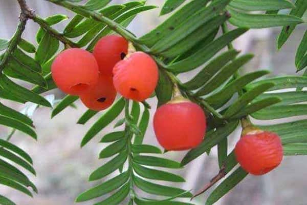 2022年红豆杉树苗价格,最新行情预测