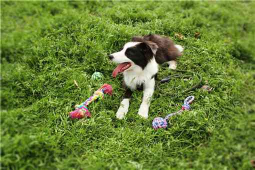 冠毛犬是什么狗（冠毛犬长什么样）