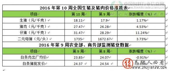 猪价持续反弹（猪价何时反弹）