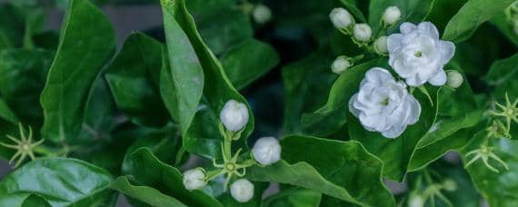 茉莉花病虫害有哪些（茉莉花病虫害有哪些危害）