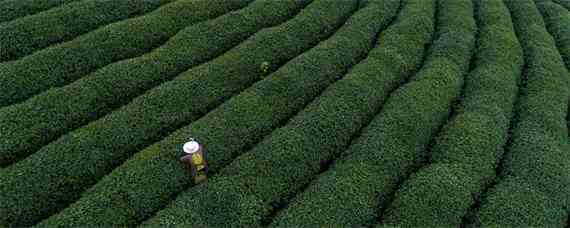 生态有机茶叶品质形成的关键技术 有机茶生产过程中