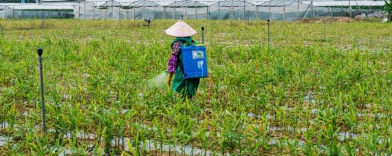 跳甲虫用什么农药才能根治（跳甲虫用什么农药最好）