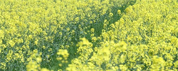 直播油菜田封闭除草剂用法 油菜直播后打啥除草剂