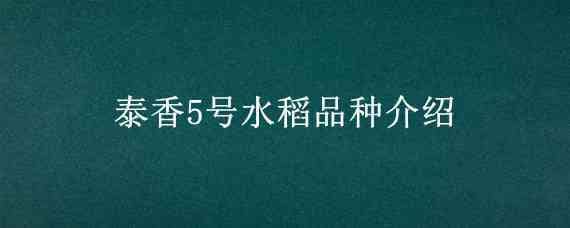 泰香5号水稻品种介绍（泰国香稻品种）