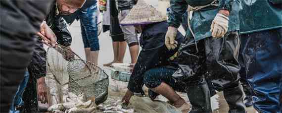 查干湖捕鱼怎么下网的（查干湖一网能捕多少鱼）