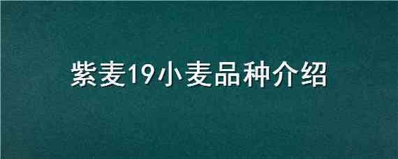 紫麦19小麦品种介绍 冬小麦新品种介绍