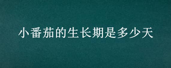 小番茄的生长期是多少天 小番茄长多久