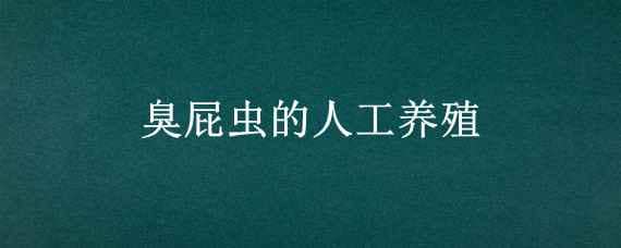 臭屁虫的人工养殖（臭屁虫怎么养活）