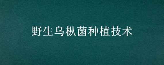 野生乌枞菌种植技术 乌枞菌人工种植