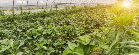 农业发展有限公司经营范围及注册 工商注册农业科技有限公司的经营范围