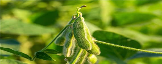 大豆种植时间和方法（河南春大豆种植时间和方法）