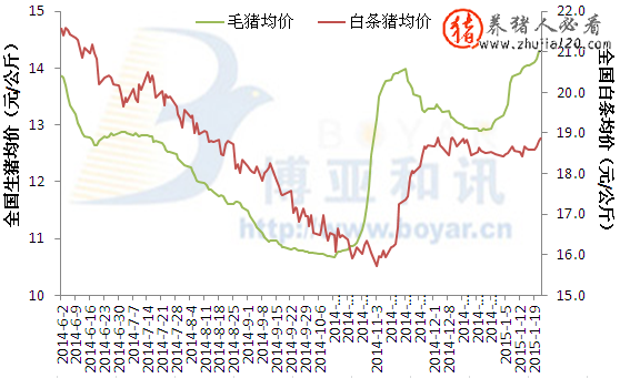 2015年1月22日大部分地区猪价仍以稳定和下滑为主