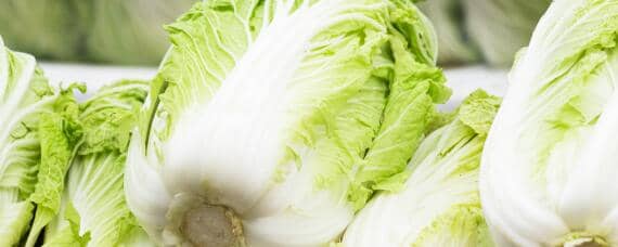 大白菜种植技术（玲珑黄大白菜种植技术）