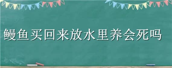 鳗鱼买回来放水里养会死吗（鳗鱼在水里能养活吗）