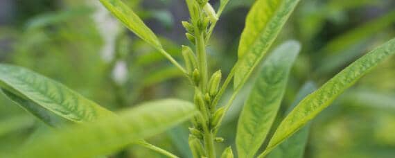 芝麻适合什么土壤生长 芝麻种植用什么土