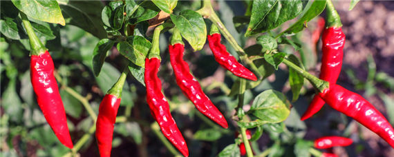 矮壮素的使用方法和用量 花卉矮壮素的使用方法和用量