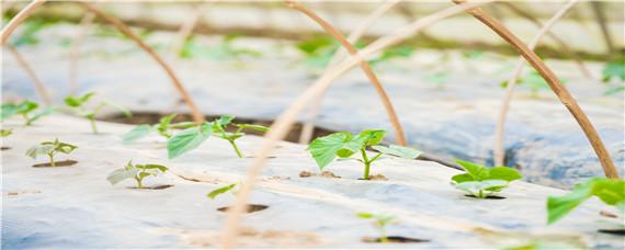 9月10月份适合种什么菜 9月份10月份种什么菜