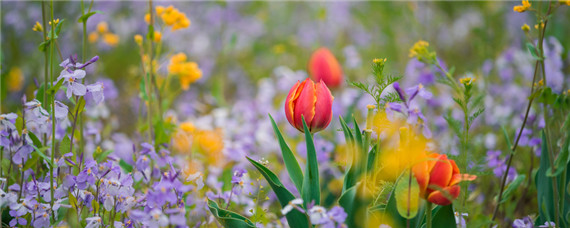 花肥一般用什么肥料(花肥用什么肥料好)