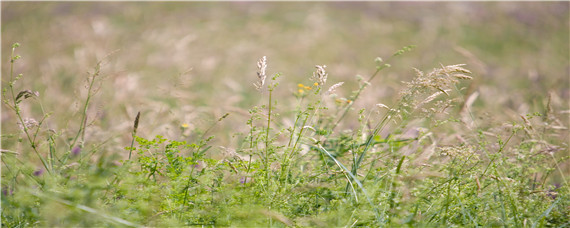 高产牧草品种有哪些 最高产的牧草是什么品种