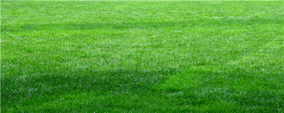 草坪枯死补救方法（草坪的枯草怎么处理）