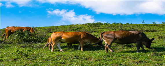 黄牛品种(黄牛品种大全大图)