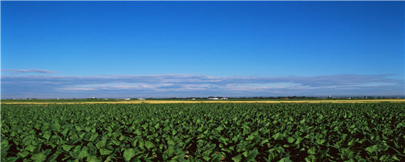 乙酸铜不能与什么混用（乙酸铜能和化肥混用吗）